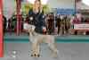 gal/Expo_janvier_2011/_thb__KD31980.jpg